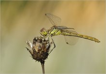 *Sympetrum vulgatum*