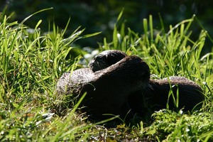 Fischotter in einander verliebt