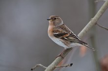 Bergfink-Weibchen