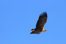 Seeadler