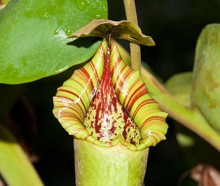 Botanischer Garten