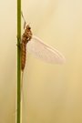 Eintagsfliege