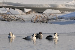 In diesem Winter sieht man sie wieder häufiger an der Elbe.