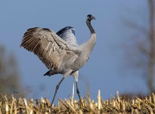 schreitvogel