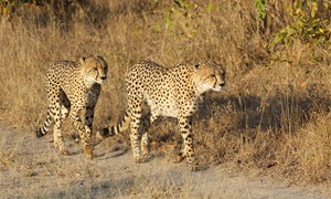 Die Cheetahs kommen