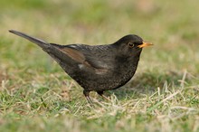 Amsel (Turdus merula)