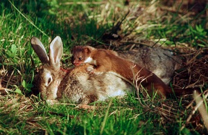 Hermelin mit erlegtem Kaninchen