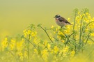 Braunkehlchen (Saxicola rubetra)