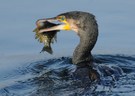 Kormoran mit Sonnenbarsch