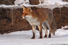 Fuchs (Vulpes vulpes)