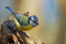 Blaumeise auf dem Sprung