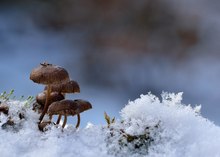 Pilzlandschaft im Schnee