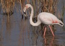 Flamingo im Ambiente...