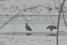 seeadler im schneetreiben...