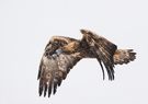 Steinadler