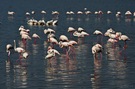 Abendstimmung am Lake Nakuru