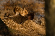 Schwein im Glück