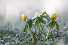 Die drei trotzten dem Frost