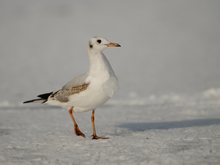 Lachmöwe (Chroicocephalus ridibundus)