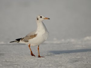 Lachmöwe (Chroicocephalus ridibundus)