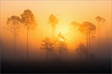 Myakka River State Park