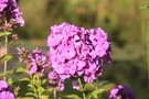 Violett vor Grün - Mein Garten