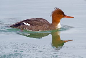 Zwischen den Gänsesägern im  Hafenbecken....