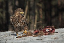 Seeadler am Luder