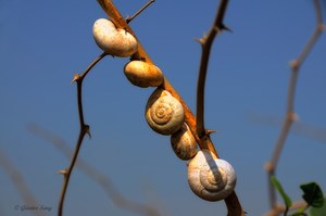 Schneckenversammlung am Dornenstrauch...