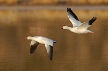 Flug übers Wasser