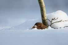 Schneekönig