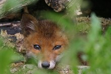 Junge fox