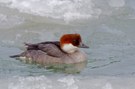 Zwergsägerdame im Eisbrei...