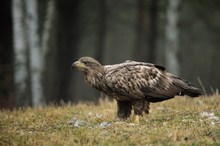 Seeadler