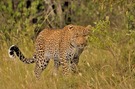 Leopard , Massai Mara