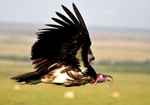 Ohrengeier im Flug