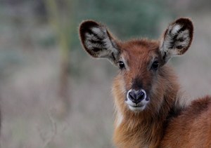 Junger Wasserbock