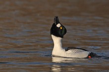 Schellente (Bucephala clangula)