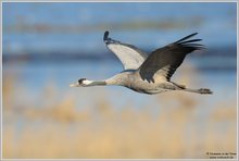 Grauer Kranich (Grus grus)