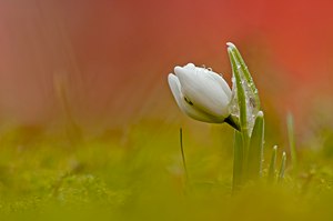 Schneeglöckchen