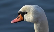 Höckerschwan Profil Porträt