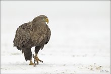 White-tailed Eagle