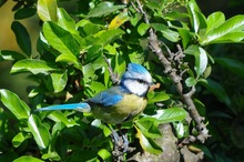 Blaumeise neben dem Nistkasten