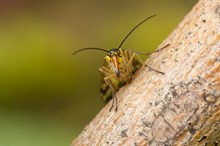 Gemeine Skorpionsfliege (Panorpa communis)