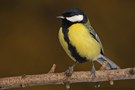 Kohlmeise (Parus major)