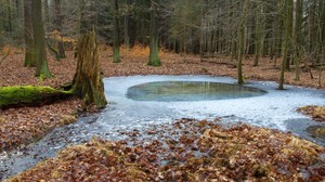 Meerauge im Wald ...