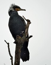 Kormoran im Prachtkleid