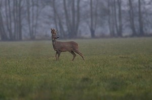 Bastbock