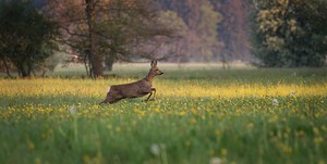 Auf der Flucht