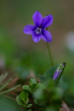 Hainveilchen - Viola riviniana